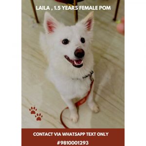 Laila Pomeranian Dog for Adoption