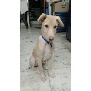 Liason Indie Dog for Adoption