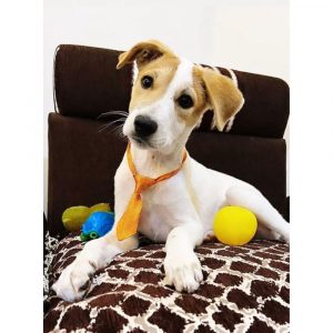 Max Indie Dog for Adoption in Bangalore