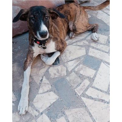 Maxi Indie Dog for Adoption in Delhi Front