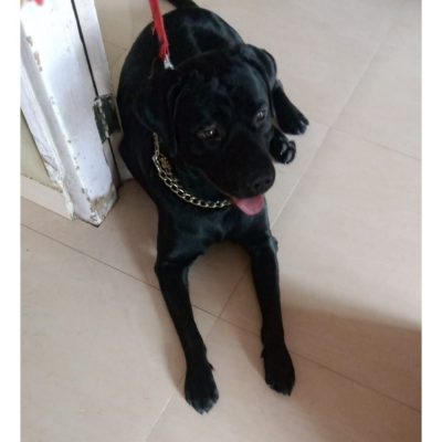 Maxi Labrador Dog for Adoption