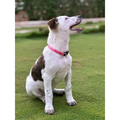 Meethi Female Indie Dog for Adoption Side