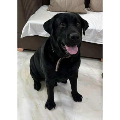Mickael Labrador Dog for Adoption in Delhi