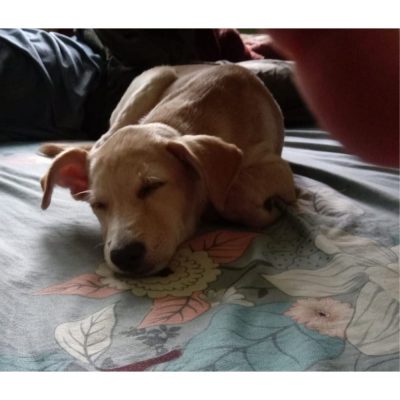Milli Female Indie Puppy for Adoption