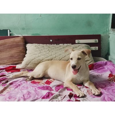 Milli Female Indie Puppy for Adoption in Mumbai