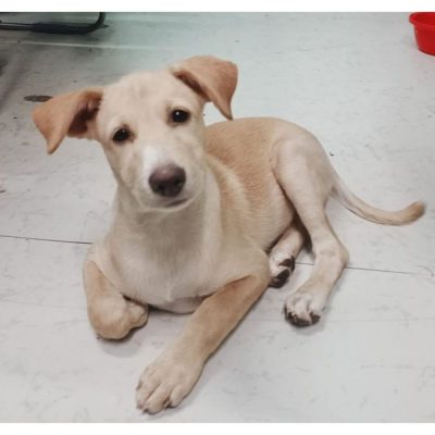 Milli Indie Puppy for Adoption in Mumbai