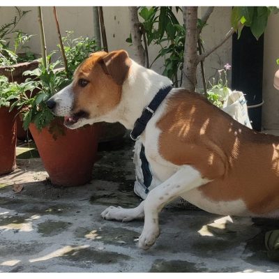 Milo Indie Dog for Adoption in Delhi Side