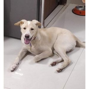 Mocha Indie Dog for Adoption in Hyderabad