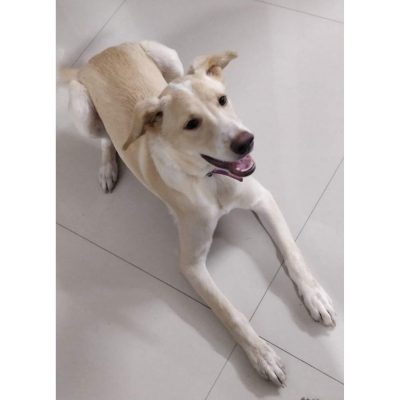 Mocha Indie Dog for Adoption in Hyderabad Side
