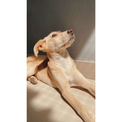 Oscar Indie Dog for Adoption