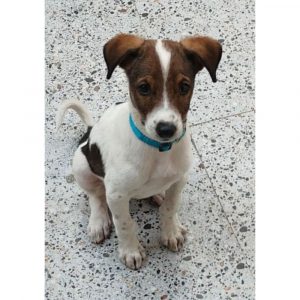 Piku 2 Month Old Indie Dog for Adoption in Delhi