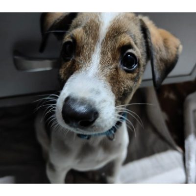 Piku 2 Month Old Indie Dog for Adoption in Delhi Front