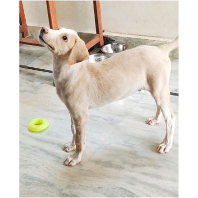 Poppy Indie Dog for Adoption in Hyderabad