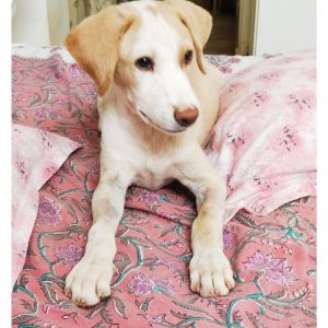 Poppy Indie Dog for Adoption in Hyderabad Front