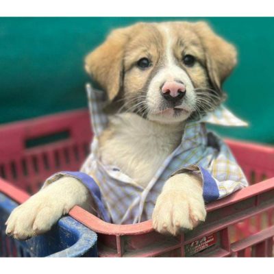 Rambo Indie Puppy for Adoption in Hyderabad