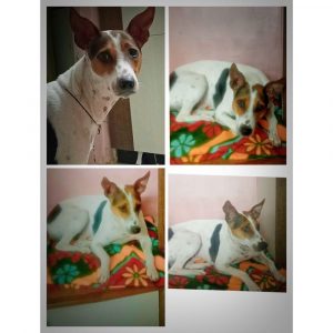 Rani 1.5 Year Old Indie Dog for Adoption