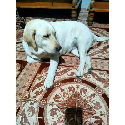 Rani Labrador Dog for Adoption in Mumbai