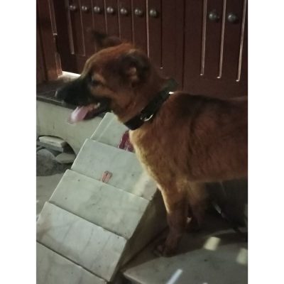 Rocky Indie Dog for Adoption in Delhi