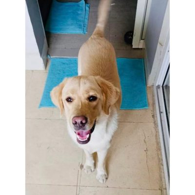 Romeo Labrador Dog for Adoption in Delhi
