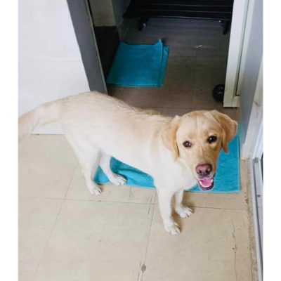 Romeo Labrador Dog for Adoption in Delhi Front
