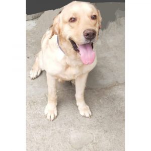 Romeo Labrador Dog for Adoption in Hyderabad