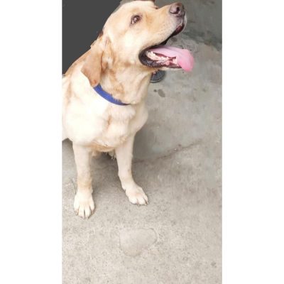 Romeo Labrador Dog for Adoption in Hyderabad Front