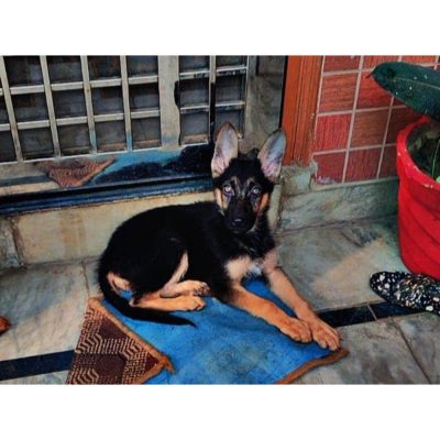 Shery German Shepherd Dog for Adoption