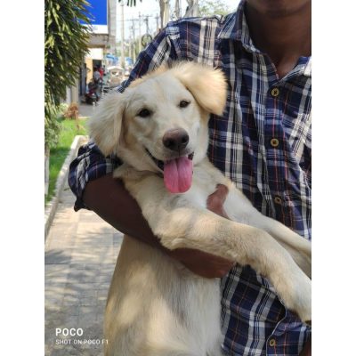 Simba Indie Dog for Adoption in Hyderabad