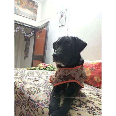 Skippy Labrador Dog for Adoption in Delhi
