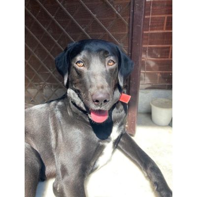 Skippy Labrador Dog for Adoption in Delhi Front
