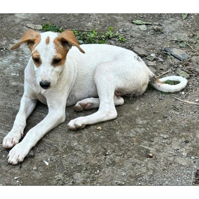 Sophie Indie Dog for Adoption in Mumbai Front