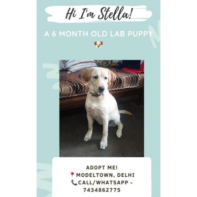 Stella Labrador Dog for Adoption