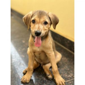 Teddy 2 Month Old Indie Dog for Adoption in Hyderabad