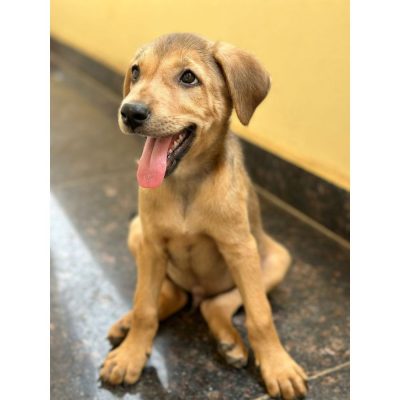 Teddy Indie Dog for Adoption in Hyderabad Side