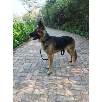 Theo German Shepherd Dog for Adoption Front