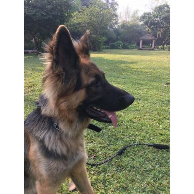 Theo German Shepherd Dog for Adoption Side