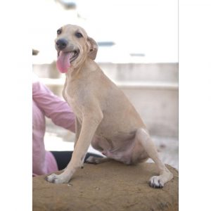 Toofan Indie Dog for Adoption in Mumbai