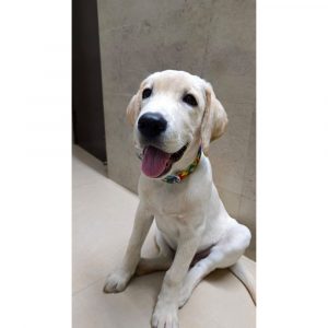 Whitey Labrador Dog for Adoption