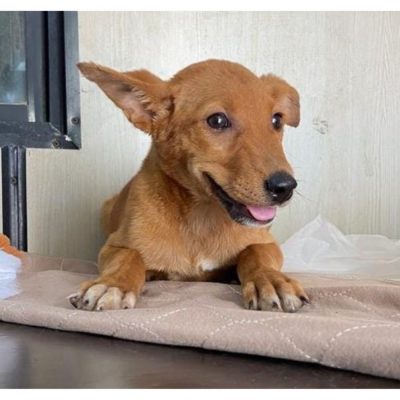 Yoda Indie Dog for Adoption in Hyderabad