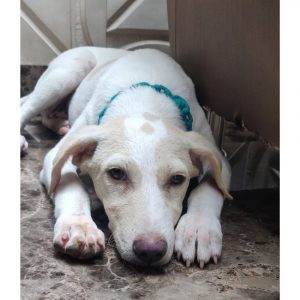 Arla Indie Dog for Adoption