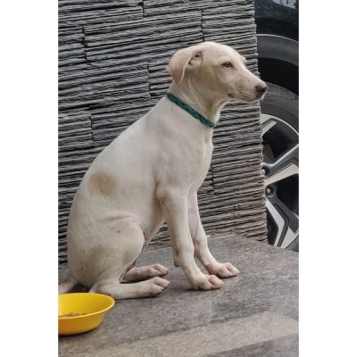 Arla Indie Dog for Adoption Front