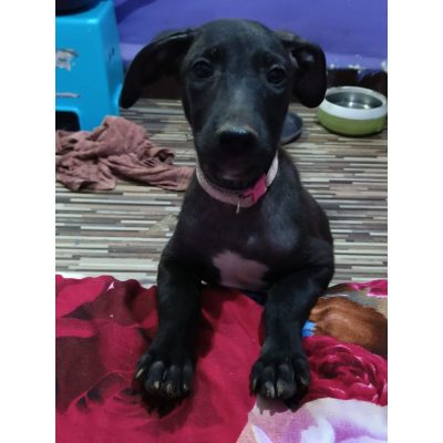 Bagira Indie Puppy for Adoption
