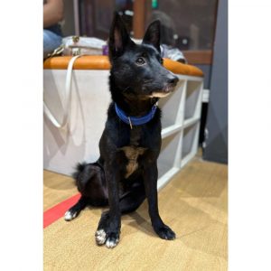 Blacky Indie Dog for Adoption