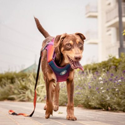 Brownie Indie Dog for Adoption in Delhi