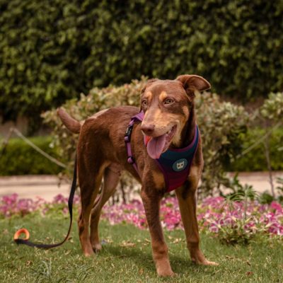 Brownie Indie Dog for Adoption in Delhi Front