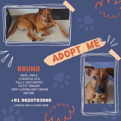 Bruno Dog for Adoption