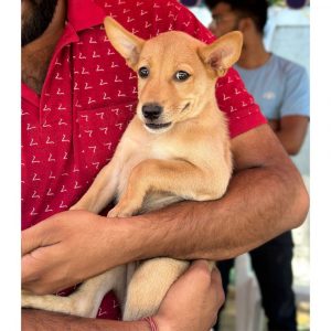 Champ Dog for Adoption Front