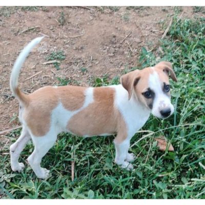 Chintu 2.5 Month Old Indie Dog for Adoption in Mumbai