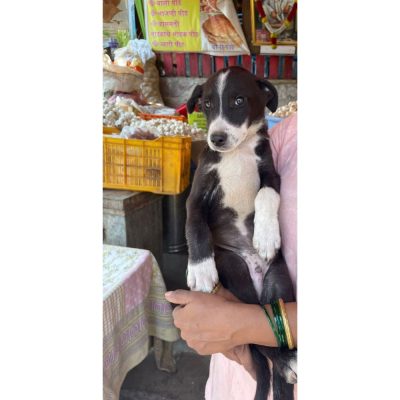 Chotu Indie Dog for Adoption