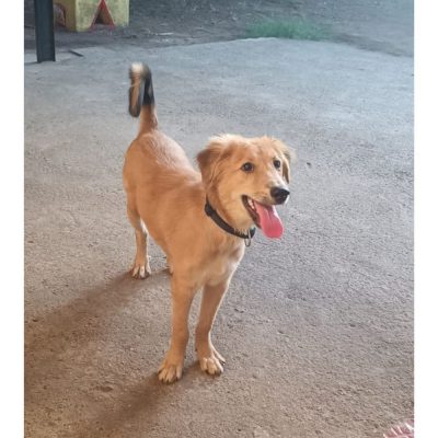 Cooper Golden Retriever Dog for Adoption